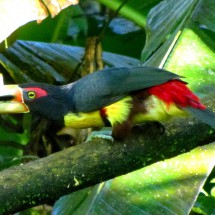 Black-red-yellow toucan in the garden of the Hotel El Descanso